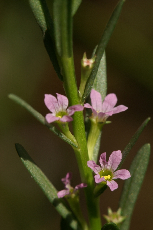 Lythrum hyssopifolia