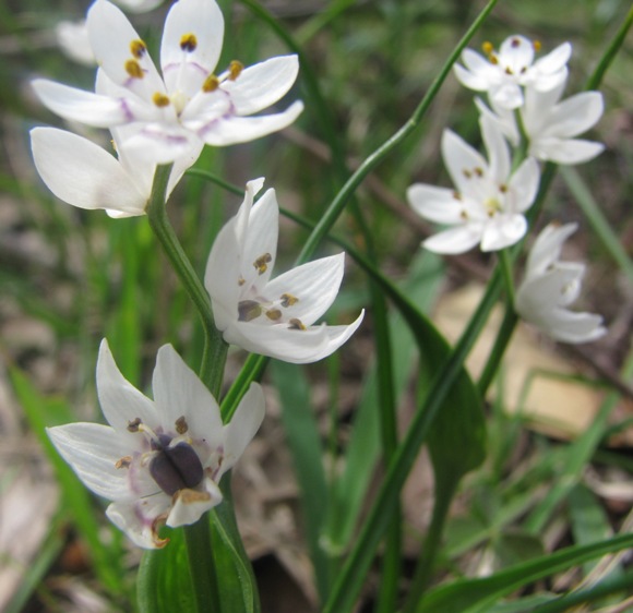 Wurmbea uniflora